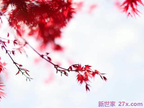枫叶爱情唯美句子(描写枫叶的唯美句子简短)