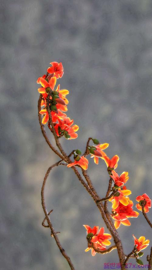 关于木棉花的爱情句子