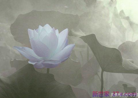 禅语感悟爱情的句子(佛说爱情感悟的句子)