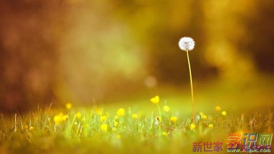 形容爱情变淡的句子(形容亲情变淡的句子)