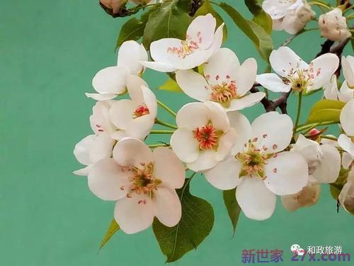 梨花与爱情的句子