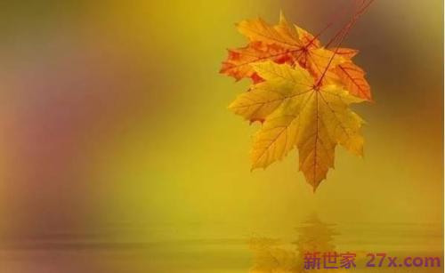 形容枫叶爱情的句子(形容枫叶的词语句子)