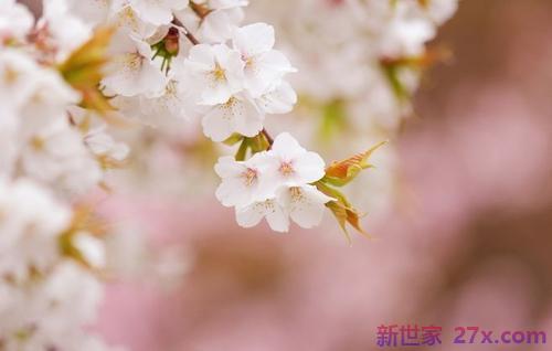 用樱花形容爱情句子(樱花下的爱情句子)