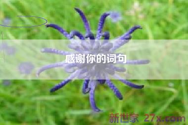 感谢你的词句