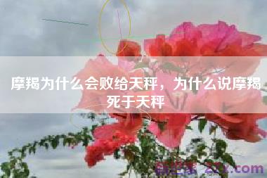 摩羯为什么会败给天秤，为什么说摩羯死于天秤