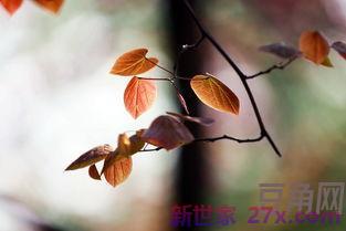 描写繁星的优美词句