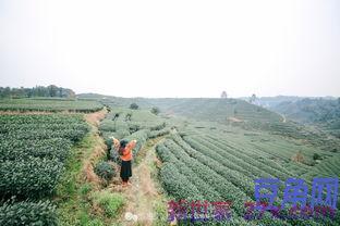 看茶园词句