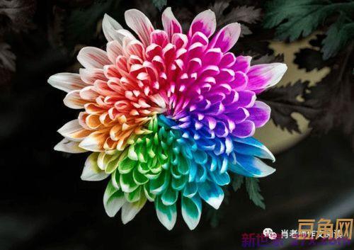 描写菊花的词句子大全 描写菊花的优美句子大全