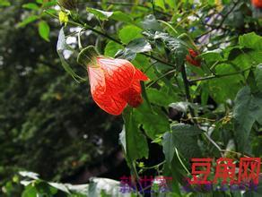 灯笼花的词句 灯笼花的话语是什么