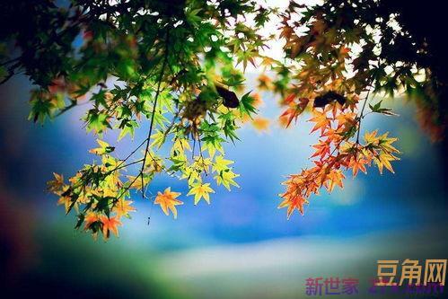 描写秋悲景的诗词句