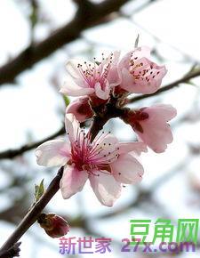 桃花朵朵开词句 求桃花朵朵开诗句