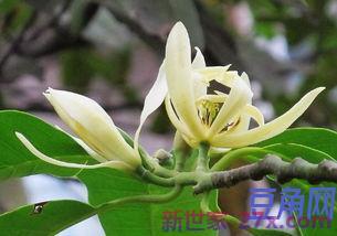 形容黄桷兰的词句