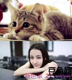 小白兔的外貌词句 描写小白兔外形特点的句子有哪些