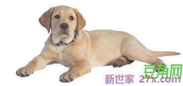 描写犬词句