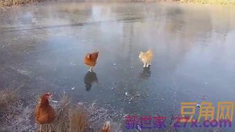 表达孔雀的句子