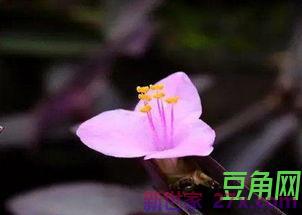 梅花勇敢无畏的词句
