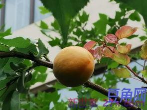 描写杏子累累的词句 形容杏子大丰收的句子有哪些