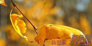 描秋天的词句