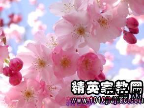 带花好听的诗词句子