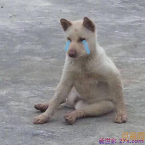 安安和狗狗铁蛋好词句 安安和狗狗铁蛋读书笔记怎么写