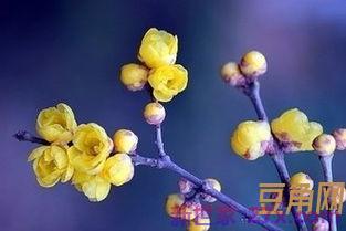 腊梅花词句卫寒雅爱