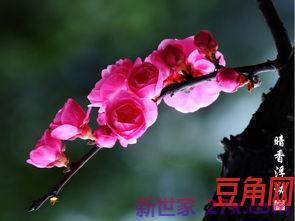 早春之花词句 描写初春花的句子注意是初春