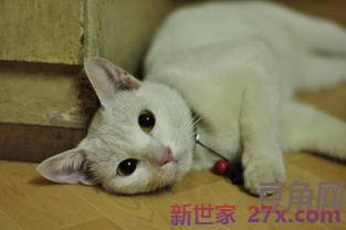 狗狗猫猫词句 描写小猫小狗好词好句