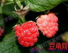 描写覆盆子的词句 覆盆子的诗句