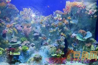 描写厦门鼓浪屿海底世界的词句 描写鼓浪屿的诗句有哪些