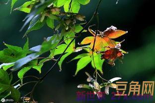 形容修剪的词句