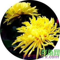 秋天对菊花的诗词句 描写秋天菊花的诗句古诗大全