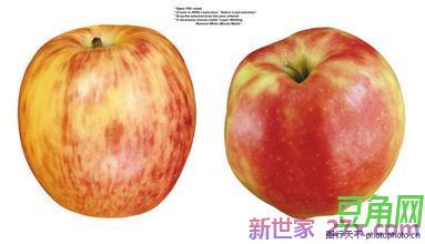 描写苹果词句 描写苹果的好词好句