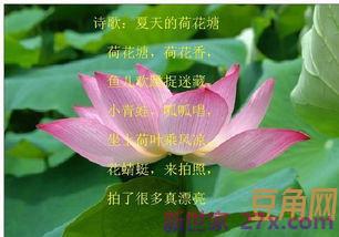 描写夏天的词句有