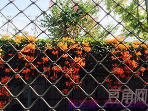 关于炮竹鞭炮的诗词句 有关爆竹的诗句