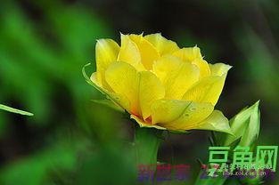 形容仙人掌花漂亮的词句 描写仙人掌花的文章