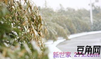形容古树茶的优美词句 关于茶的优美句子,一段话,最好有对几大名茶的描写