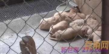 表达享受吃肉食的句子 形容吃肉的句子有哪些