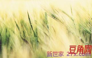 蒲包花赞美词句