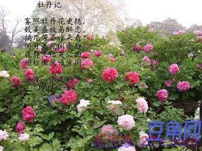 诗词句中带揽胜
