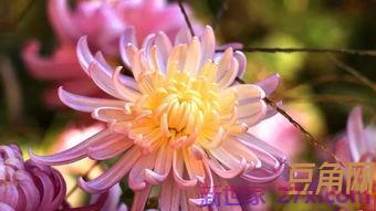 菊代表的词句 最具代表性菊花的诗句古诗