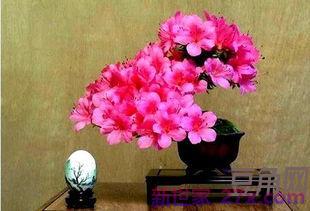 杜鹃花精美词句 描写杜鹃花的优美句子