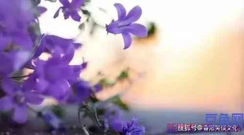 雨打风吹对应的词句 多情总被雨打风吹去的上下句是什么请教了