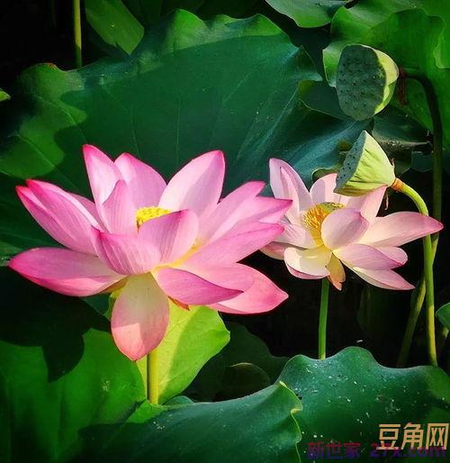 描述荷花的词句 描写荷花的句子