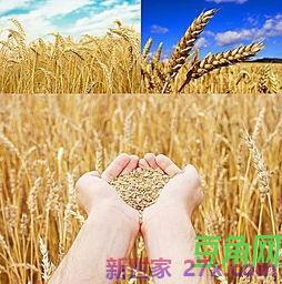 秋天树果磊磊丰收的词句 描写秋天果实丰收的句子