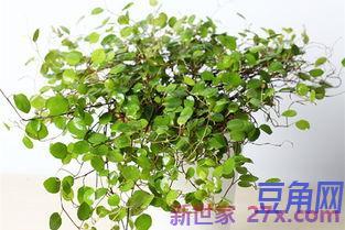 关于牡丹千叶的词句