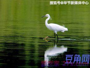 描写白鹭的优美词句 写白鹭的优美句子