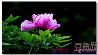 子女陪父母赏牡丹的词句 祝福老人且有关牡丹的诗句