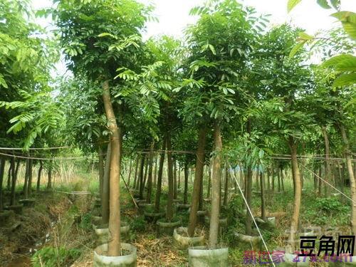 桃花心木课文关键词句 桃花心木重点句子和重点词语