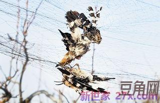 雪地捕鸟的词句赏析 语文书七年级上册第九课从百草园到三味书屋雪地捕鸟那段怎么写赏析