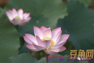 描写夏日早晨的词句